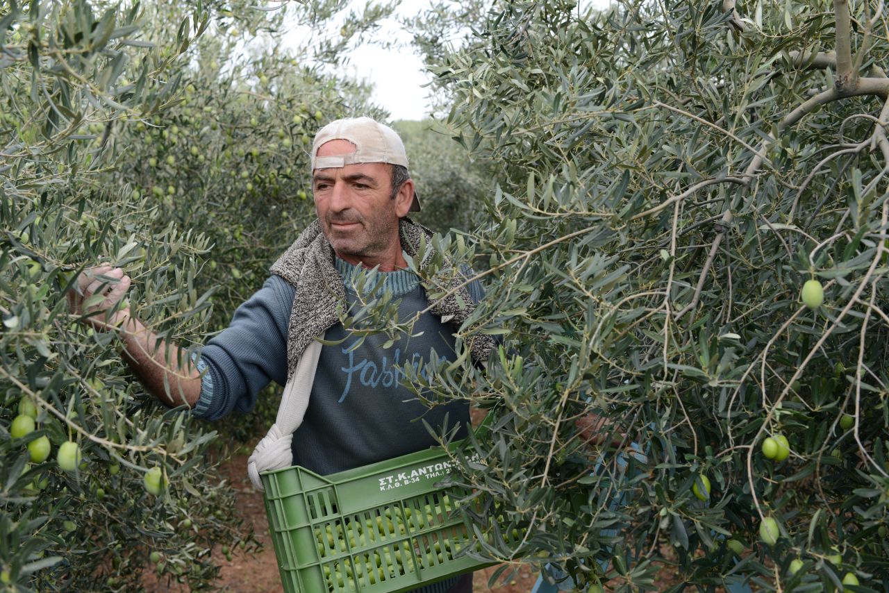 Grüne Oliven ohne Stein mariniert "International"