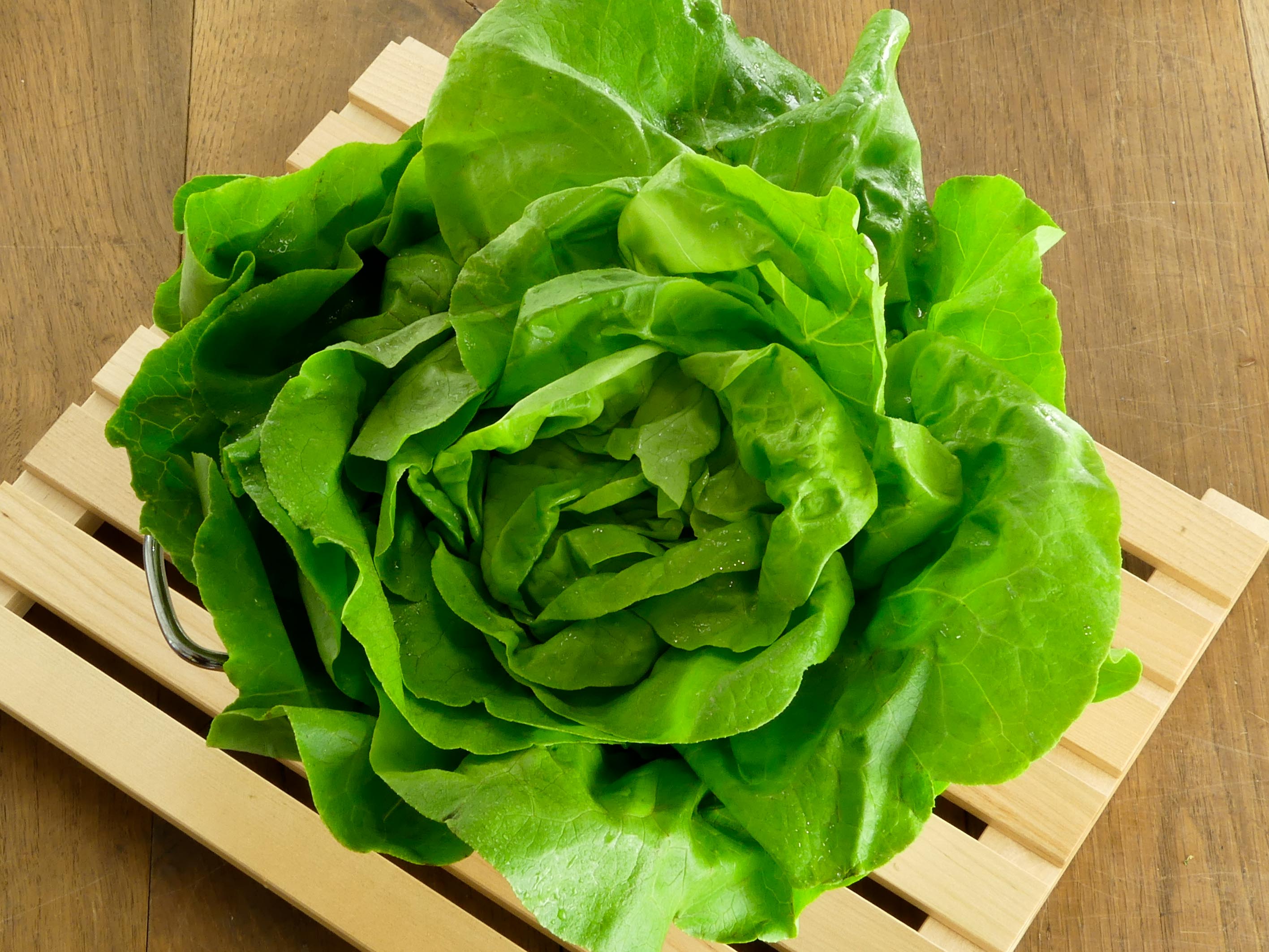Blattsalat, grün | Salate, Kräuter &amp; Sprossen | Obst &amp; Gemüse ...
